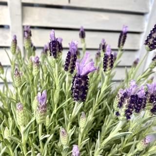 ラベンダー・マドリッド・ブリリアントパープル（4号） - 広島の多肉と