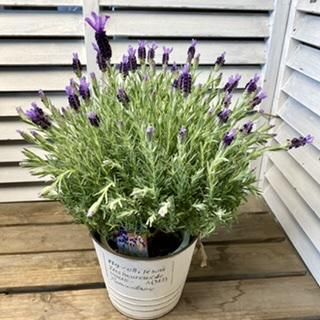 ラベンダーと松ぼっくり ラベンダー・マドリッド・ブリリアントパープル（4号） - 広島の多肉と