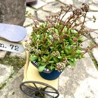 クラッスラ 紅稚児 - 広島の多肉とサボテンと観葉植物・ガーデン