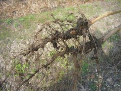収穫捕場で掘り起こしたオオツル品種の根についている根粒菌