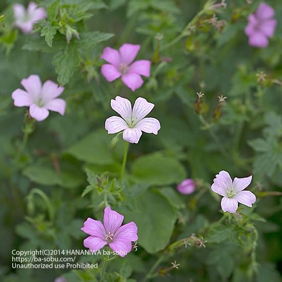 ゲラニウム 花苗 宿根草 輸入苗販売 花庭ばあそぶ