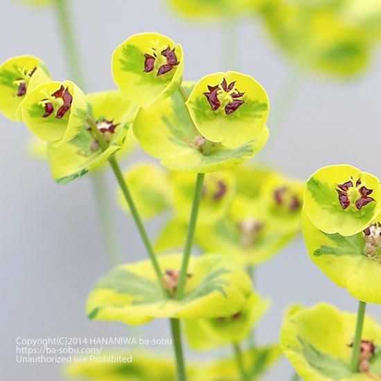 ユーフォルビア アスコット レインボー ユーフォルビア 花苗 宿根草 輸入苗販売 花庭ばあそぶ ユーフォルビア アスコット レインボー ユーフォルビア 花苗 宿根草 輸入苗販売 花庭ばあそぶ