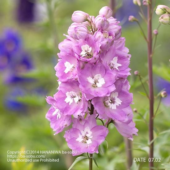 驚くばかりデルフィニウム ピンク 最高の花の画像