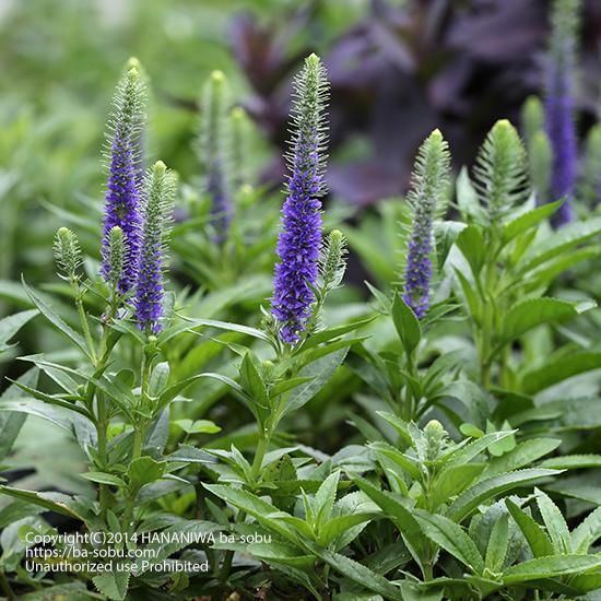 ベロニカ ウルスター ドワーフ ブルー ベロニカストルム クガイソウ 花苗 宿根草 輸入苗販売 花庭ばあそぶ