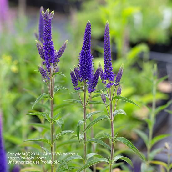 ベロニカ トラノオ 花苗 宿根草 輸入苗販売 花庭ばあそぶ