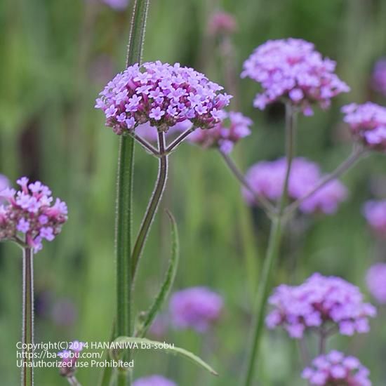 バーベナ ボナリエンシス バーベナ 花苗 宿根草 輸入苗販売 花庭ばあそぶ