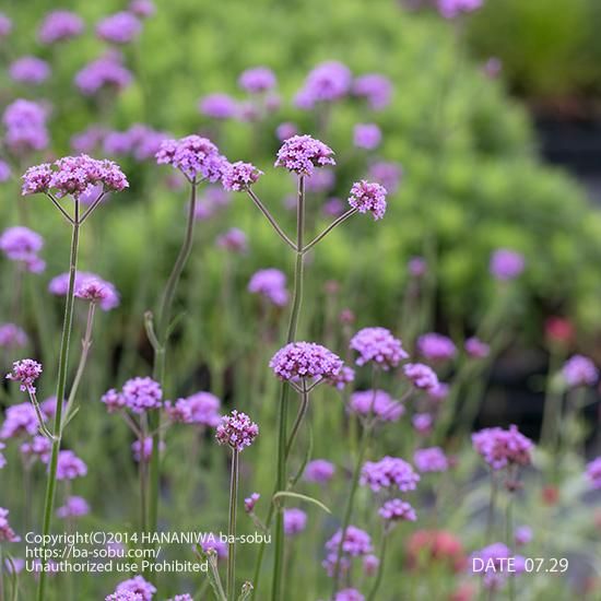 バーベナ ボナリエンシス バーベナ 花苗 宿根草 輸入苗販売 花庭ばあそぶ