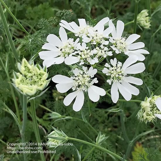 宿根草 輸入苗販売 花庭ばあそぶ