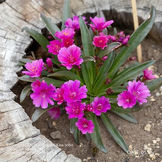 レウイシア リトル ラズベリー レウイシア 花苗 宿根草 輸入苗販売 花庭ばあそぶ