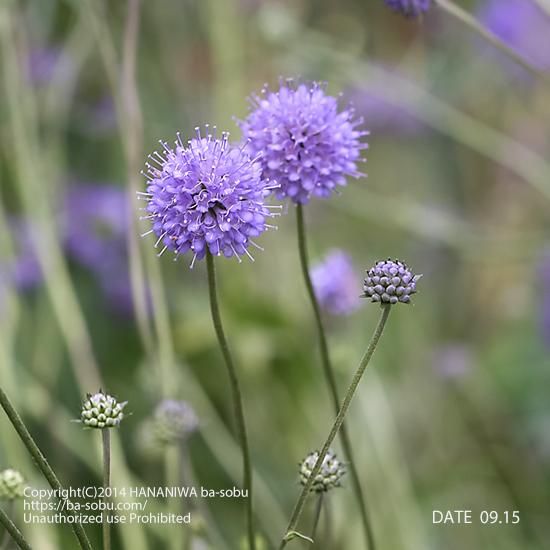 宿根草 輸入苗販売 花庭ばあそぶ 宿根草 輸入苗販売 花庭ばあそぶ