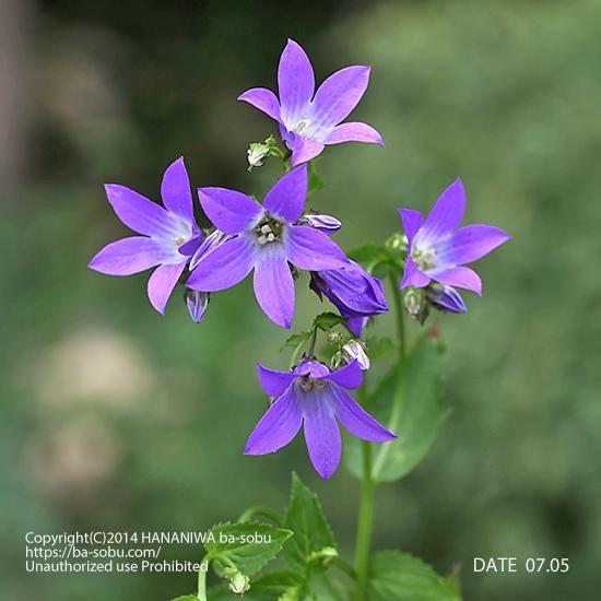 カンパニュラ ボーダーブルー カンパニュラ 花苗 宿根草 輸入苗販売 花庭ばあそぶ