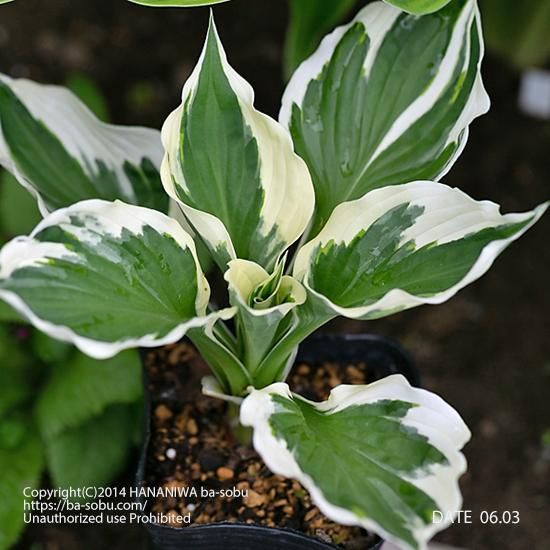 ギボウシ ミニットマン ギボウシ カラーリーフ 花苗 宿根草 輸入苗販売 花庭ばあそぶ ギボウシ ミニットマン ギボウシ カラーリーフ 花苗 宿根草 輸入苗販売 花庭ばあそぶ
