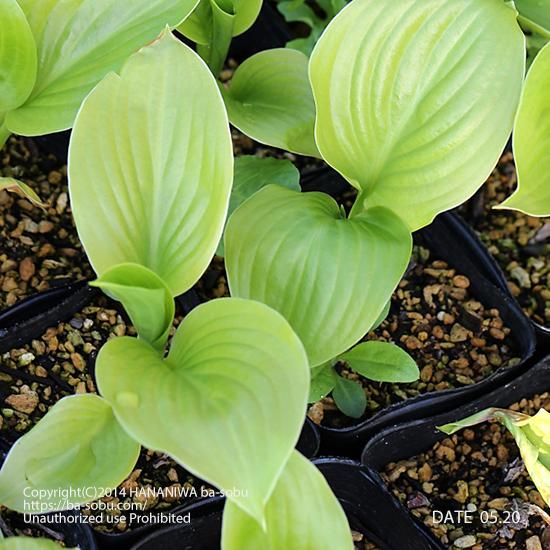 ギボウシ ホスタ 販売 花苗 宿根草 輸入苗販売 花庭ばあそぶ ギボウシ ホスタ 販売 花苗 宿根草 輸入苗販売 花庭ばあそぶ