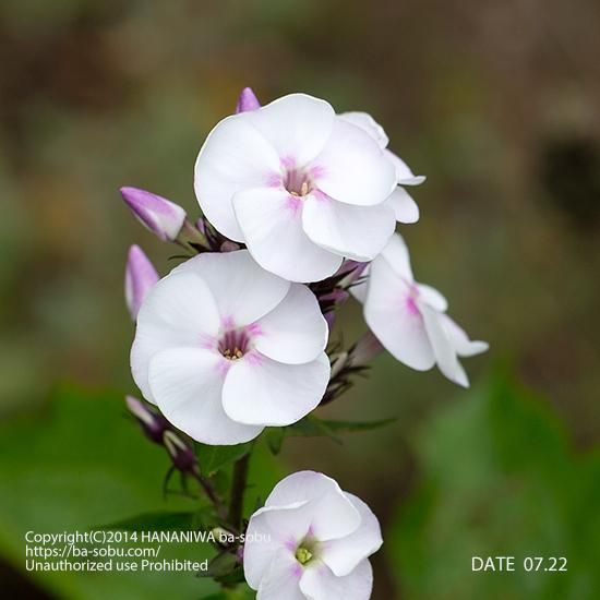 フロックス 花苗 宿根草 輸入苗販売 花庭ばあそぶ フロックス 花苗 宿根草 輸入苗販売 花庭ばあそぶ