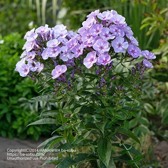 フロックス 花苗 宿根草 輸入苗販売 花庭ばあそぶ