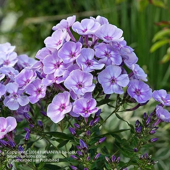 フロックス 花苗 宿根草 輸入苗販売 花庭ばあそぶ フロックス 花苗 宿根草 輸入苗販売 花庭ばあそぶ