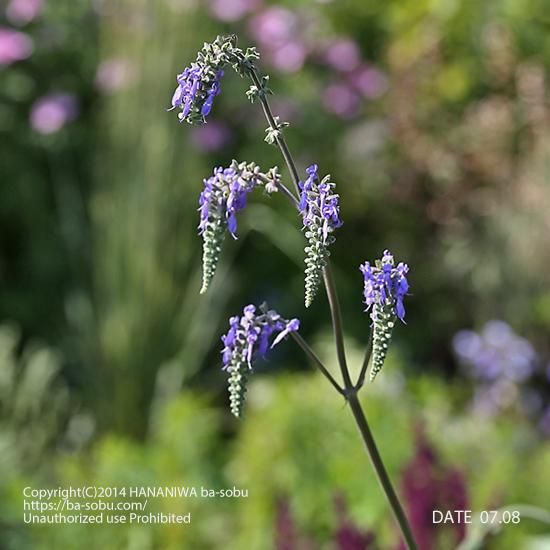 サルビア ヌタンス サルビア 花苗 宿根草 輸入苗販売 花庭ばあそぶ