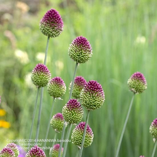 アリウム スファロセファルム アリウム 花苗 宿根草 輸入苗販売 花庭ばあそぶ