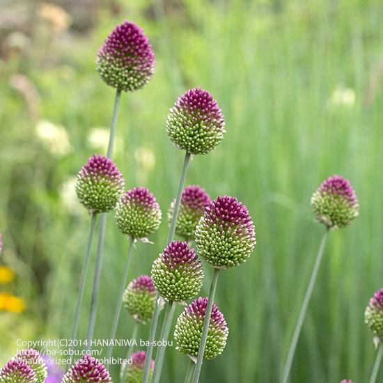 アリウム 花苗 宿根草 輸入苗販売 花庭ばあそぶ アリウム 花苗 宿根草 輸入苗販売 花庭ばあそぶ