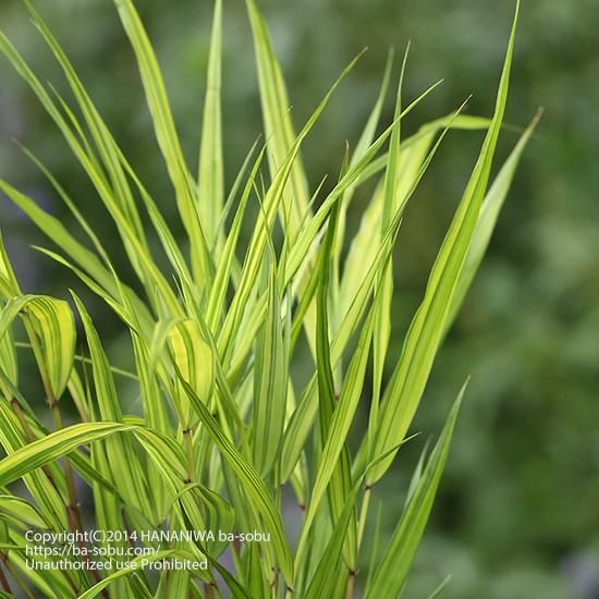 オーナメンタルグラス 花苗 宿根草 輸入苗販売 花庭ばあそぶ