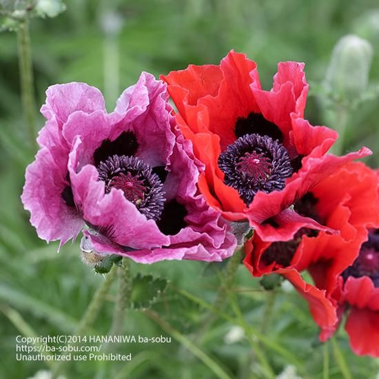 オリエンタルポピー ハーレム パパベル 花苗 宿根草 輸入苗販売 花庭ばあそぶ