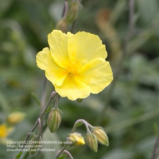 ロイヤリティフリープリムローズ 花 最高の花の画像