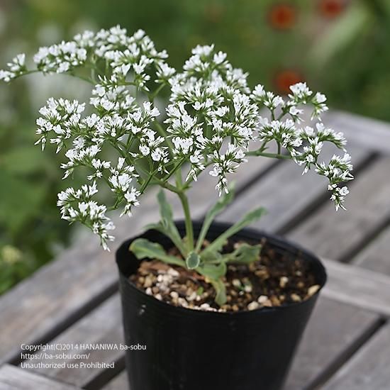 宿根草 花苗 宿根草 輸入苗販売 花庭ばあそぶ 宿根草 花苗 宿根草 輸入苗販売 花庭ばあそぶ