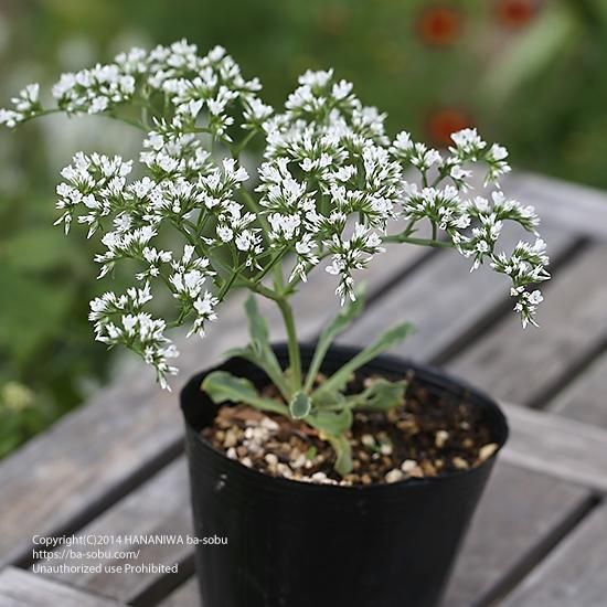 宿根草 花苗 宿根草 輸入苗販売 花庭ばあそぶ