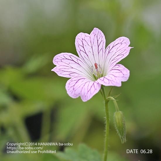 ゲラニウム 花苗 宿根草 輸入苗販売 花庭ばあそぶ ゲラニウム 花苗 宿根草 輸入苗販売 花庭ばあそぶ