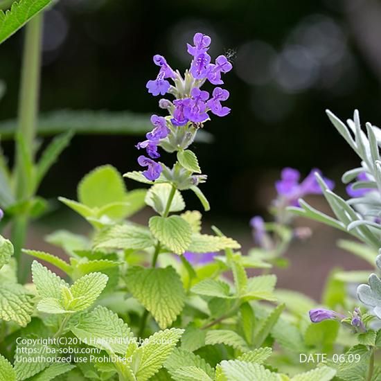 ネペタ ライム ライト カラミンサ 花苗 宿根草 輸入苗販売 花庭ばあそぶ