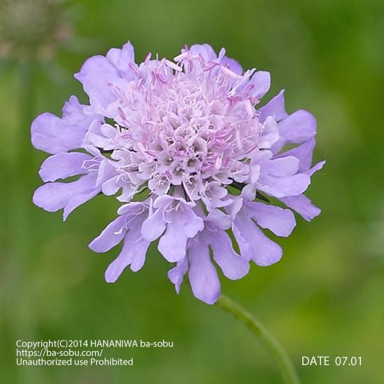 スカビオサ コロンバリア スカビオサ 花苗 宿根草 輸入苗販売 花庭ばあそぶ