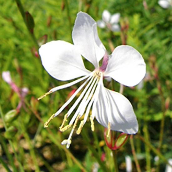 ガウラ 花苗 宿根草 輸入苗販売 花庭ばあそぶ