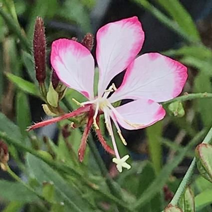 ガウラ 花苗 宿根草 輸入苗販売 花庭ばあそぶ