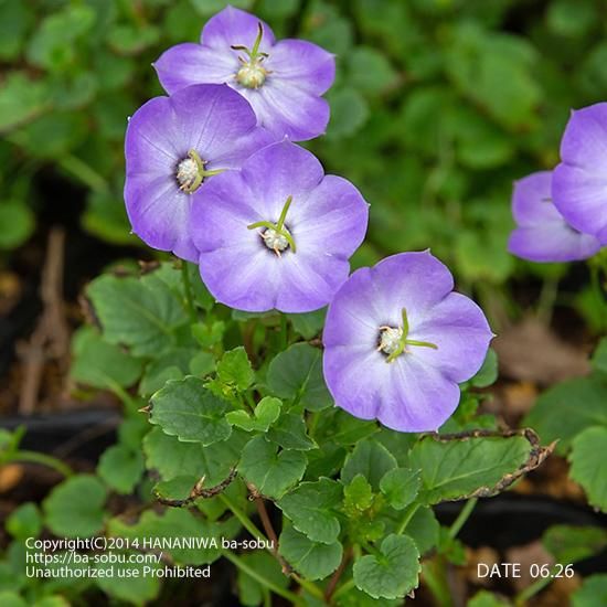 カンパニュラ サマンサ カンパニュラ 花苗 宿根草 輸入苗販売 花庭ばあそぶ