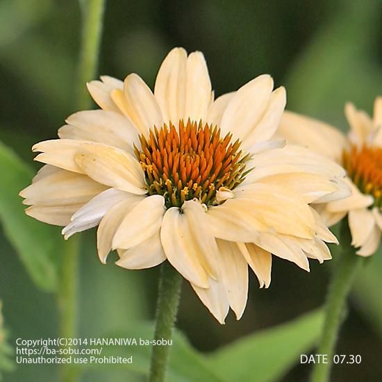 エキナセア 花苗 宿根草 輸入苗販売 花庭ばあそぶ エキナセア 花苗 宿根草 輸入苗販売 花庭ばあそぶ