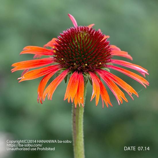 エキナセア 花苗 宿根草 輸入苗販売 花庭ばあそぶ エキナセア 花苗 宿根草 輸入苗販売 花庭ばあそぶ