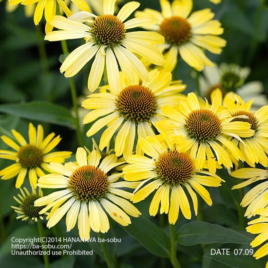 エキナセア 花苗 宿根草 輸入苗販売 花庭ばあそぶ エキナセア 花苗 宿根草 輸入苗販売 花庭ばあそぶ