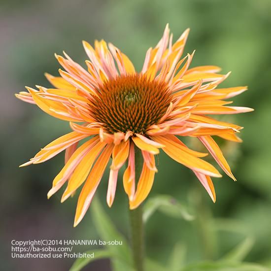 エキナセア ビッグ カフナ エキナセア 花苗 宿根草 輸入苗販売 花庭ばあそぶ