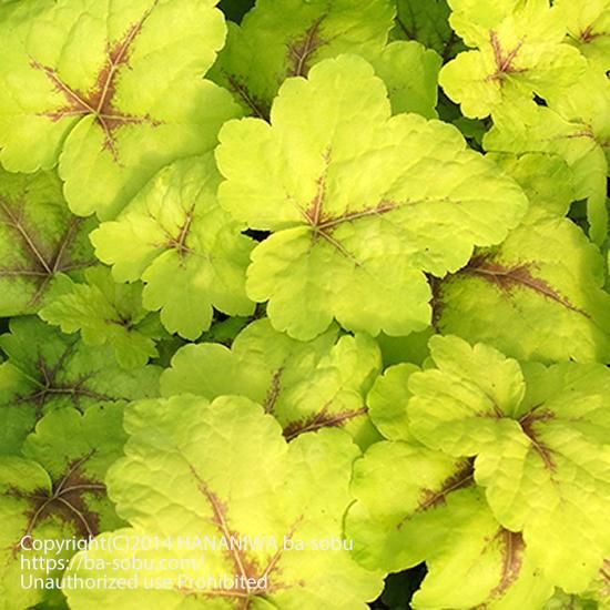 ヒューケレラ ストップライト ヒューケラ 花苗 宿根草 輸入苗販売 花庭ばあそぶ