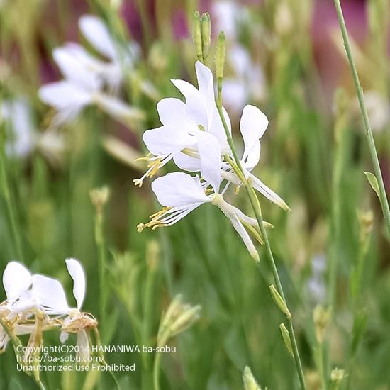 ガウラ 花苗 宿根草 輸入苗販売 花庭ばあそぶ