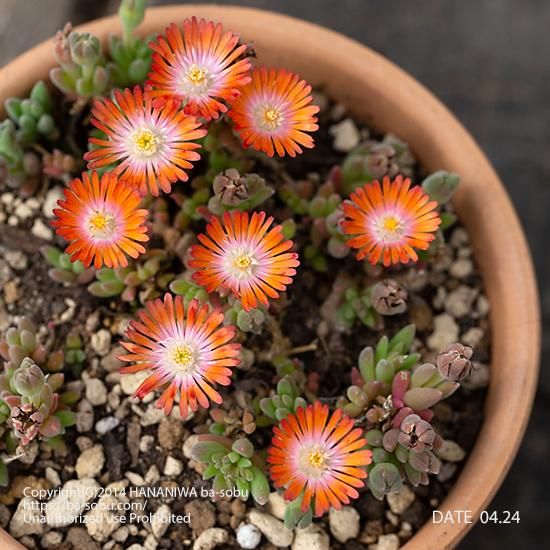 デロスペルマ ジュエル オブ デザート トパーズ デロスペルマ 花苗 宿根草 輸入苗販売 花庭ばあそぶ デロスペルマ ジュエル オブ デザート トパーズ デロスペルマ 花苗 宿根草 輸入苗販売 花庭ばあそぶ