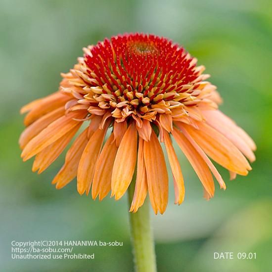 エキナセア シュプリーム カンタロープ エキナセア 花苗 宿根草 輸入苗販売 花庭ばあそぶ エキナセア シュプリーム カンタロープ エキナセア 花苗 宿根草 輸入苗販売 花庭ばあそぶ