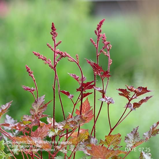 アスチルベ デルフト レース アスチルベ 花苗 宿根草 輸入苗販売 花庭ばあそぶ