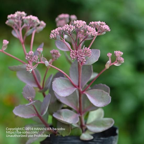 セダム サンスパークラー ダズベリー セダム 花苗 宿根草 輸入苗販売 花庭ばあそぶ