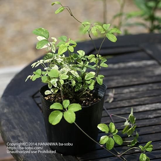 斑入りアケビ アケビ 花苗 宿根草 輸入苗販売 花庭ばあそぶ