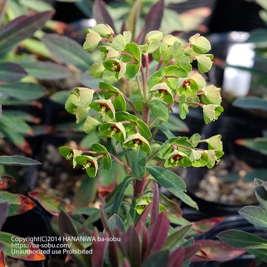 ユーフォルビア タイニーティム ユーフォルビア 花苗 宿根草 輸入苗販売 花庭ばあそぶ