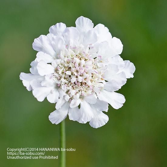 スカビオサ クド ホワイト スカビオサ 花苗 宿根草 輸入苗販売 花庭ばあそぶ