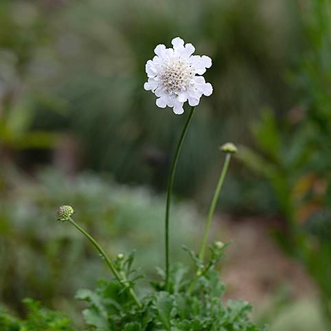 スカビオサ クド ホワイト スカビオサ 花苗 宿根草 輸入苗販売 花庭ばあそぶ