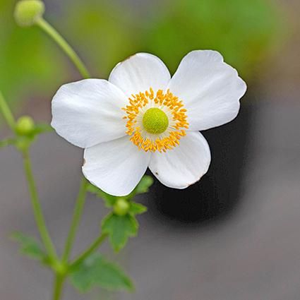 ͥ͡ץƥ ǥ ޥꥢʥ奦ᥤˡ6䳫ͽꡡ<img class='new_mark_img2' src='https://img.shop-pro.jp/img/new/icons55.gif' style='border:none;display:inline;margin:0px;padding:0px;width:auto;' />