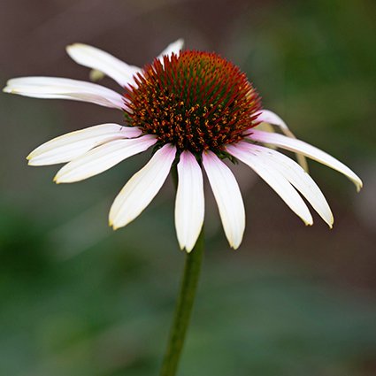 エキナセア 花苗 宿根草 輸入苗販売 花庭ばあそぶ